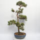 Vonkajší bonsai - Pinus sylvestris Watereri - Borovica lesná - 3/4