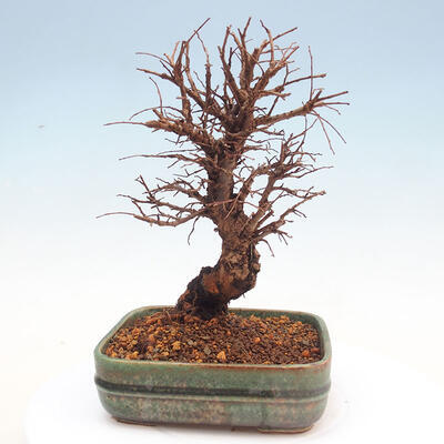 Vonkajšie bonsai - Zelkova - Zelkova Nirom - 3