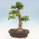 Izbová bonsai - Durant erecta Aurea - 3/6