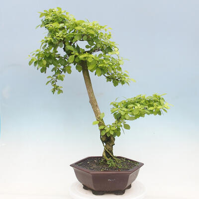 Izbová bonsai - Durant erecta Aurea - 3