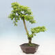 Izbová bonsai - Durant erecta Aurea - 3/5