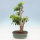 Izbová bonsai - Durant erecta Aurea - 3/5
