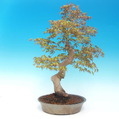 Vonkajšie bonsai - Acer pamnatum -Javor dlaňovitolistý - 3