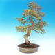 Vonkajšie bonsai - Acer pamnatum -Javor dlaňovitolistý - 3/5