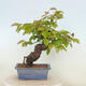 Vonkajšie bonsai - Pseudocydonia sinensis - Kdoloň čínska - 3/4