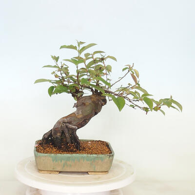 Vonkajšie bonsai - Pseudocydonia sinensis - Kdoloň čínska - 3