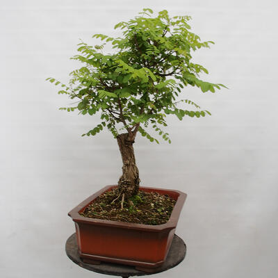 Vonkajšie bonsai - Agát - Robinia pseudoacacia - 3