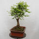 Vonkajšie bonsai - Agát - Robinia pseudoacacia - 3/6