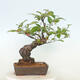 Vonkajšie bonsai - Pseudocydonia sinensis - Kdoloň čínska - 3/4