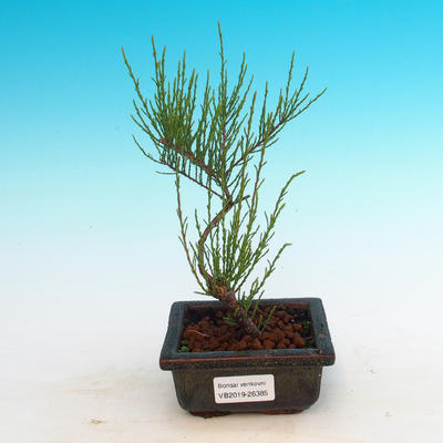 Vonkajšie bonsai - Tamaris parviflora Tamariška malolistá - 3