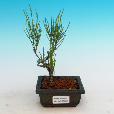 Vonkajšie bonsai - Tamaris parviflora Tamariška malolistá - 3