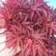 Vonkajšie bonsai - Acer palm. Atropurpureum-Javor dlaňolistý červený - 3/3