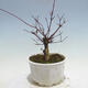 Vonkajšie bonsai - Javor palmatum DESHOJO - Javor dlaňolistý - 3/5