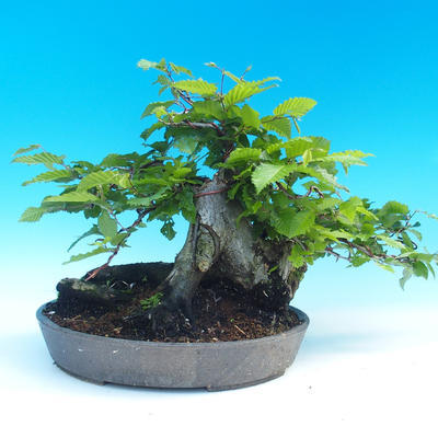 Vonkajšie bonsai - Hrab obyčajný - 3