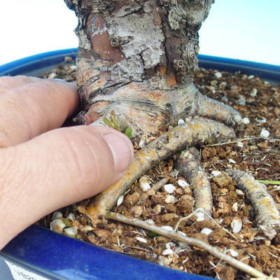 Vonkajšie bonsai - Hloh jednosemený - 3