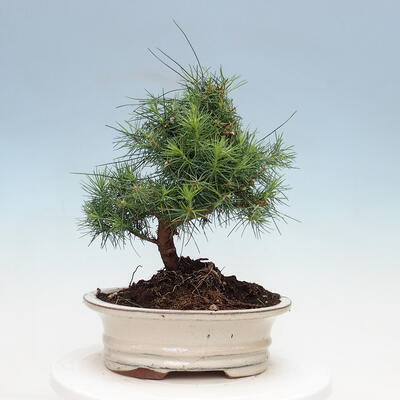 Izbová bonsai-Pinus halepensis-Borovica alepská - 3