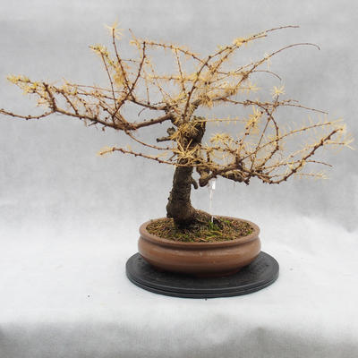 Vonkajší bonsai -Modřín opadavý - Larix decidua - 3