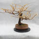 Vonkajší bonsai -Modřín opadavý - Larix decidua - 3/6