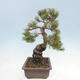 Vonkajšie bonsai - Pinus parviflora - Borovica drobnokvetá - 3/5