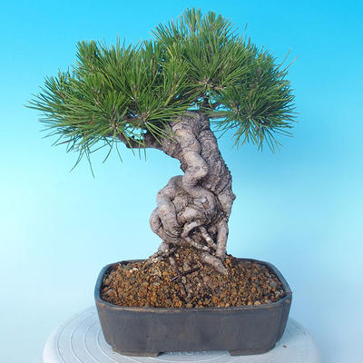 Pinus thunbergii - Borovica thunbergova - 3
