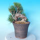 Pinus thunbergii - Borovica thunbergova - 3/5