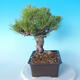 Pinus thunbergii - Borovica thunbergova - 3/5