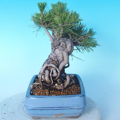 Pinus thunbergii - Borovica thunbergova - 3