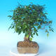 Vonkajší bonsai -Carpinus CARPINOIDES - Hrab kórejský - 3/5