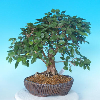 Vonkajší bonsai -Carpinus CARPINOIDES - Hrab kórejský - 3