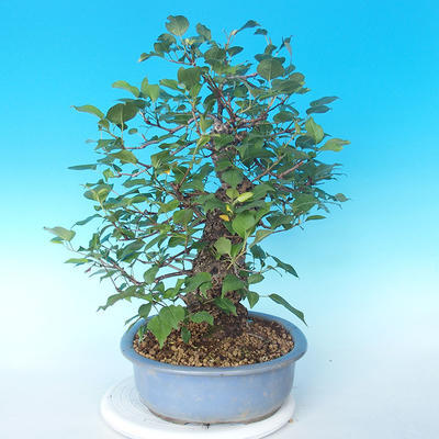 Vonkajšie bonsai - Japonská hruška Nash - Pyrus pyrifolia - 3