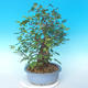 Vonkajšie bonsai - Japonská hruška Nash - Pyrus pyrifolia - 3/6
