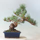 Vonkajší bonsai - Pinus parviflora - borovica drobnokvetá - 3/4