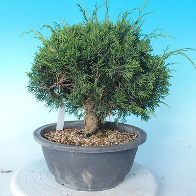 Vonkajšie bonsai - Juniperus chinensis Itoigawa - Jalovec čínsky - 3