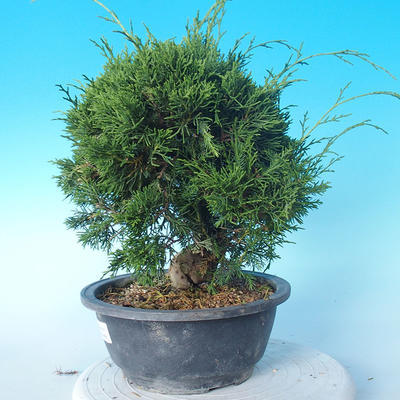 Vonkajšie bonsai - Juniperus chinensis Itoigawa - Jalovec čínsky - 3