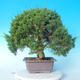 Vonkajšie bonsai - Juniperus chinensis Itoigawa - Jalovec čínsky - 3/6