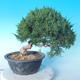 Vonkajšie bonsai - Juniperus chinensis Itoigawa - Jalovec čínsky - 3/6