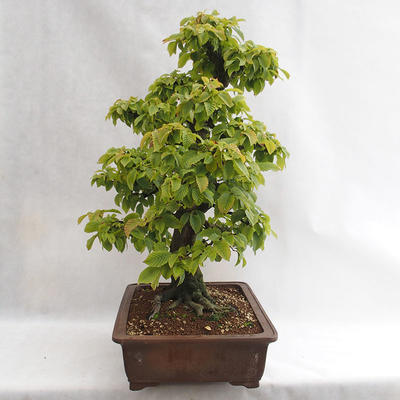 Vonkajšie bonsai - Hrab obyčajný - Carpinus betulus VB2019-26689 - 3