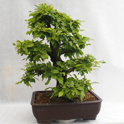 Vonkajšie bonsai - Hrab obyčajný - Carpinus betulus VB2019-26690 - 3