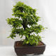 Vonkajšie bonsai - Hrab obyčajný - Carpinus betulus VB2019-26690 - 3/5