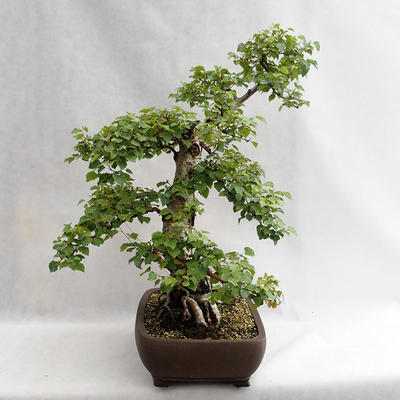 Vonkajšie bonsai - Betula verrucosa - Breza previsnutá VB2019-26695 - 3