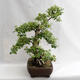 Vonkajšie bonsai - Betula verrucosa - Breza previsnutá VB2019-26695 - 3/5