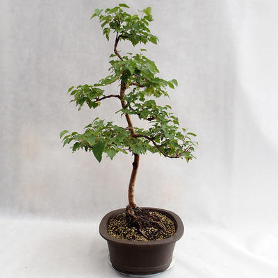 Vonkajšie bonsai - Betula verrucosa - Breza previsnutá VB2019-26696 - 3