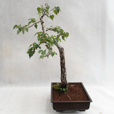 Vonkajšie bonsai - Betula verrucosa - Breza previsnutá VB2019-26697 - 3