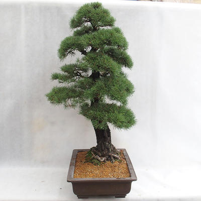 Vonkajšie bonsai - Pinus sylvestris - Borovica lesná VB2019-26699 - 3