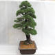 Vonkajšie bonsai - Pinus sylvestris - Borovica lesná VB2019-26699 - 3/6
