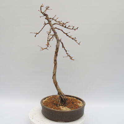 Vonkajší bonsai -Larix decidua - Smrekovec opadavý - 3