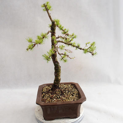 Vonkajší bonsai -Larix decidua - Smrekovec opadavý VB2019-26702 - 3