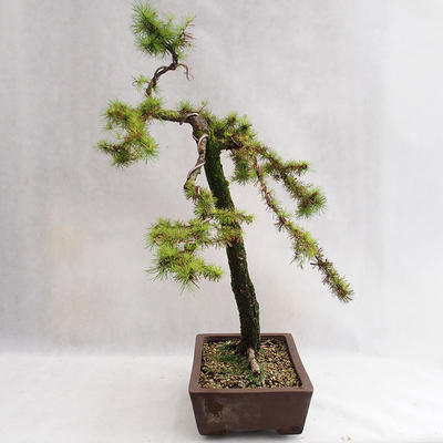Vonkajší bonsai -Larix decidua - Smrekovec opadavý VB2019-26704 - 3