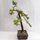 Vonkajší bonsai -Larix decidua - Smrekovec opadavý VB2019-26704 - 3/5