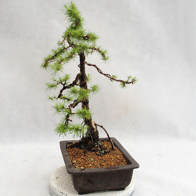 Vonkajší bonsai -Larix decidua - Smrekovec opadavý VB2019-26707 - 3